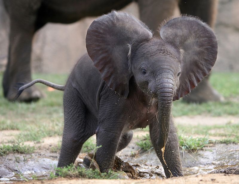 baby elephant // stephanieorefice.net